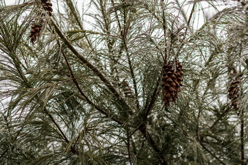 Pine trees in the winter