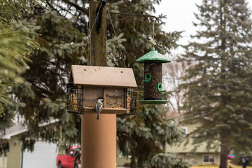 Chickadee's sitting on a bird house
