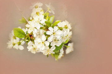 Spring background with a flowering tree close up and copy space. A branch of a flowering tree on a coral background