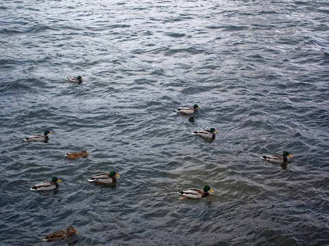 ducks swim in the river in November