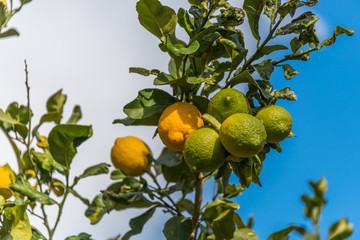 Ripe and Unripe Lemons on a Lemon Tree