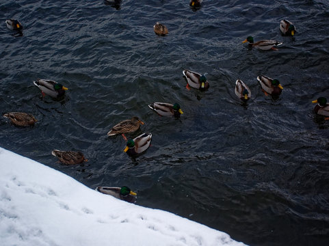 ducks swim in the river in November