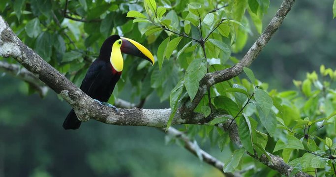  Chestnut-mandibled toucan sitting on branch in tropical rain with green jungle background. Wildlife scene from tropic jungle. Animal in Costa Rica forest. Bird with big bill. Rainy season in America.