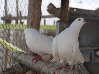 White pigeon
