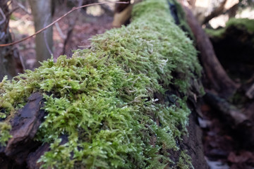 green moss on a tree