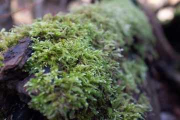 green moss on a tree
