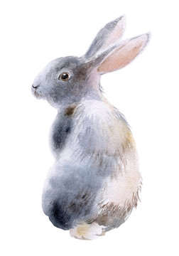 Gray rabbit watercolor