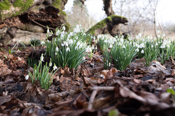 snowdrop on forest floor
