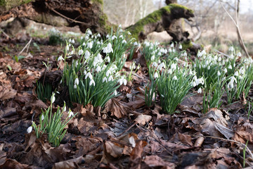 snowdrops on forest floor