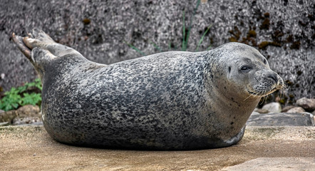 Common seal. Also known as harbor seal. Latin name - Phoca vitulina  © Mikhail Blajenov
