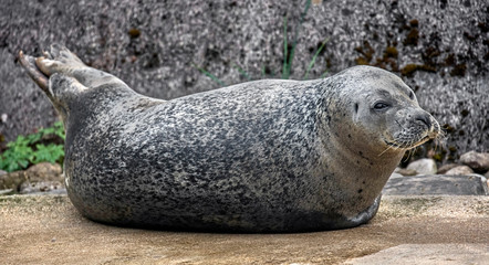 Common seal. Also known as harbor seal. Latin name - Phoca vitulina	