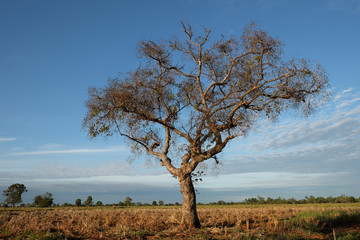 Fototapeta na wymiar tree in harvested field with morning sunlight
