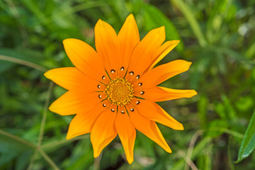 Closeup of a yellow daisy flower in an ornamental garden