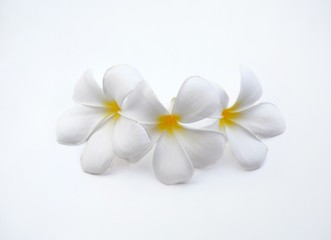 white plumeria flowers are blooming on white background