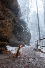 a dog outdoors in winter at the rocks. Nova Scotia duck tolling Retriever. Travelling with a pet. Healthy lifestyle