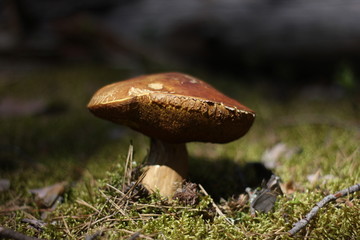 mushroom in forest