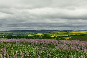 Hilly blooming fields. 