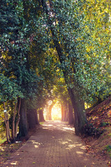 Sunset at empty alley of magnolia trees