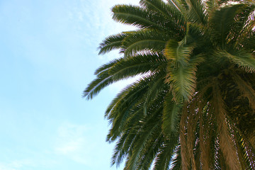 Fototapeta na wymiar Palma against the blue sky