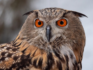 Eurasian eagle-owl (Bubo Bubo) in snowy fores. Eurasian eagle owl sitting on snowy ground. Owl portrait.