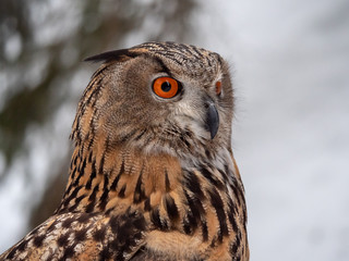 Eurasian eagle-owl (Bubo Bubo) in snowy fores. Eurasian eagle owl sitting on snowy ground. Owl...