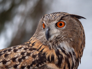 Eurasian eagle-owl (Bubo Bubo) in snowy fores. Eurasian eagle owl sitting on snowy ground. Owl portrait.