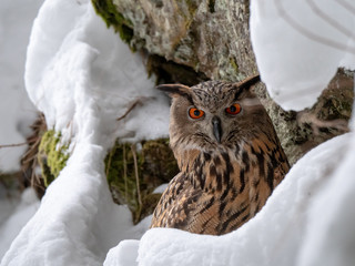 Eurasian eagle-owl (Bubo Bubo) in snowy fores. Eurasian eagle owl sitting on snowy ground. Owl...
