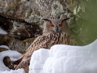 Eurasian eagle-owl (Bubo Bubo) in snowy fores. Eurasian eagle owl sitting on snowy ground. Owl...