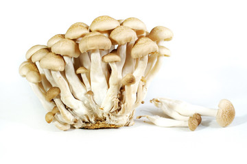 Shimeji mushroom isolated on white