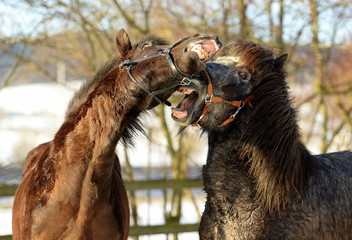 Wilde Kerle. Zwei Island Pferde spielen auf der Koppel. Portrait