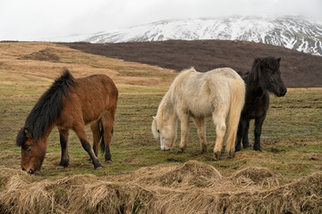 Cavalli islandesi