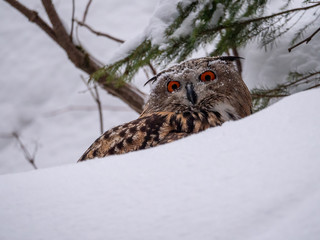 Eurasian eagle-owl (Bubo Bubo) in snowy fores. Eurasian eagle owl sitting on snowy ground. Owl portrait.
