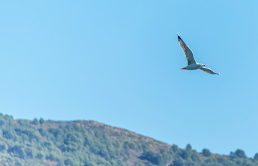 Seagull Flying on the Southern Italian Mediterranean Coast