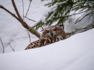 Eurasian eagle-owl (Bubo Bubo) in snowy fores. Eurasian eagle owl sitting on snowy ground. Owl...