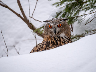 Eurasian eagle-owl (Bubo Bubo) in snowy fores. Eurasian eagle owl sitting on snowy ground. Owl...