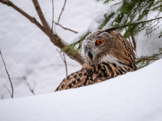 Eurasian eagle-owl (Bubo Bubo) in snowy fores. Eurasian eagle owl sitting on snowy ground. Owl...