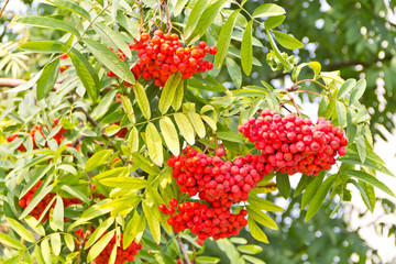 Rowanberry branch in summer day