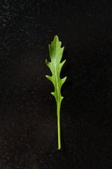 Arugula on a black plate, minimalism, concept. Dark background, top view, close up