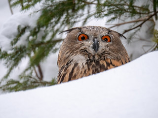 Eurasian eagle-owl (Bubo Bubo) in snowy fores. Eurasian eagle owl sitting on snowy ground. Owl portrait.
