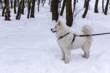 white samoyed dog for a walk and waiting for friends 