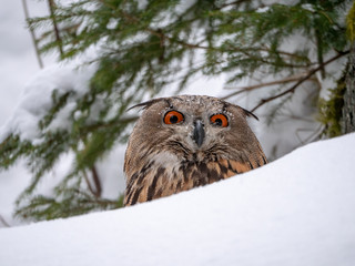Eurasian eagle-owl (Bubo Bubo) in snowy fores. Eurasian eagle owl sitting on snowy ground. Owl...