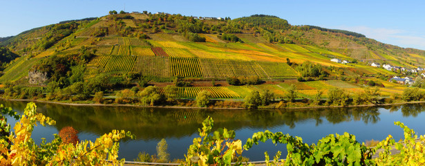 bunte Weinberge an der Mosel im Herbst