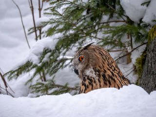 Eurasian eagle-owl (Bubo Bubo) in snowy fores. Eurasian eagle owl sitting on snowy ground. Owl...