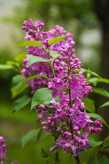 Obraz premium Bush of lilac flowers in the garden