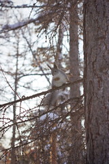 White winter fur coat squirrel on the tree trunk / branch of the pine tree in winter.