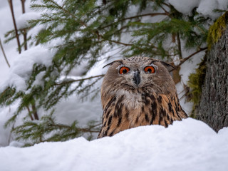 Eurasian eagle-owl (Bubo Bubo) in snowy fores. Eurasian eagle owl sitting on snowy ground. Owl portrait.