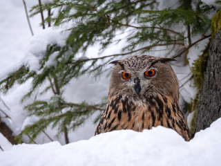 Eurasian eagle-owl (Bubo Bubo) in snowy fores. Eurasian eagle owl sitting on snowy ground. Owl portrait.