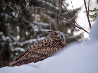 Eurasian eagle-owl (Bubo Bubo) in snowy fores. Eurasian eagle owl sitting on snowy ground. Owl...