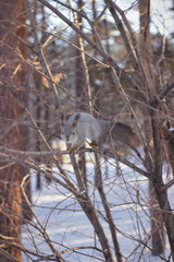 White winter fur coat squirrel on the tree trunk / branch of the pine tree in winter.