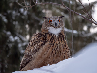 Eurasian eagle-owl (Bubo Bubo) in snowy fores. Eurasian eagle owl sitting on snowy ground. Owl portrait.